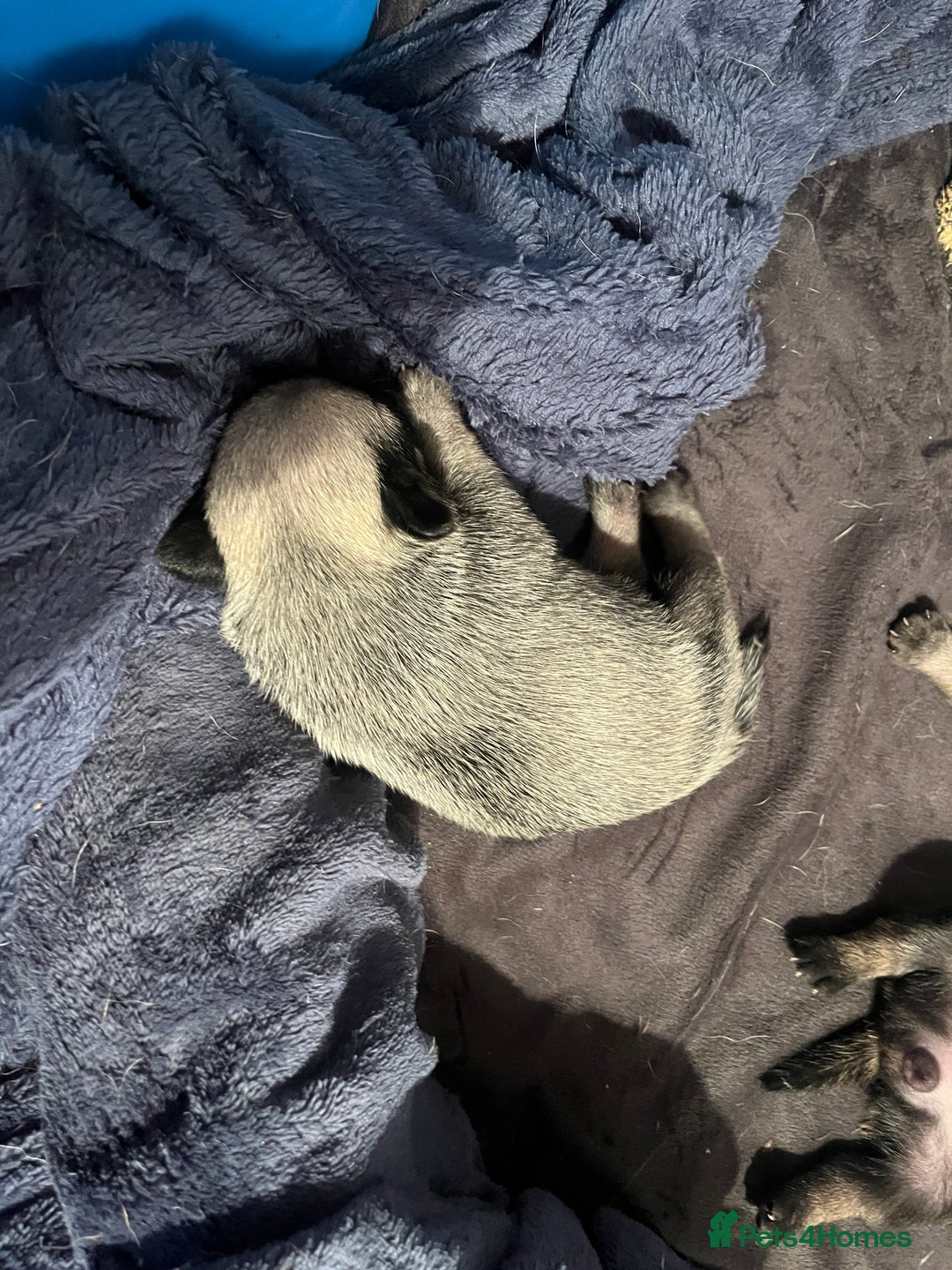 Pug dogs for sale: Adorable chunky pug puppies deposits taken now  - Advert 4