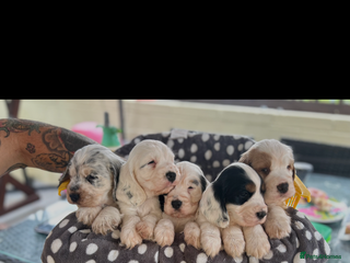 Cocker Spaniel dogs - Advert 22