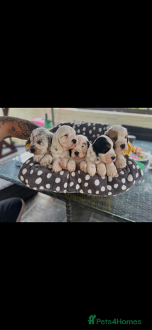 Cocker Spaniel dogs - Advert 5