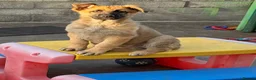 German Shepherd dogs for sale: German Shepherd pup - Advert 2