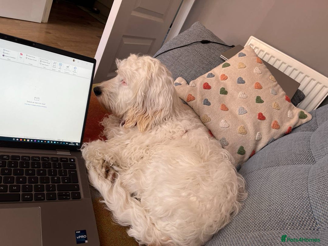 Cockapoo dogs for sale: Beloved Cockapoo Bubble for sale - Advert 9