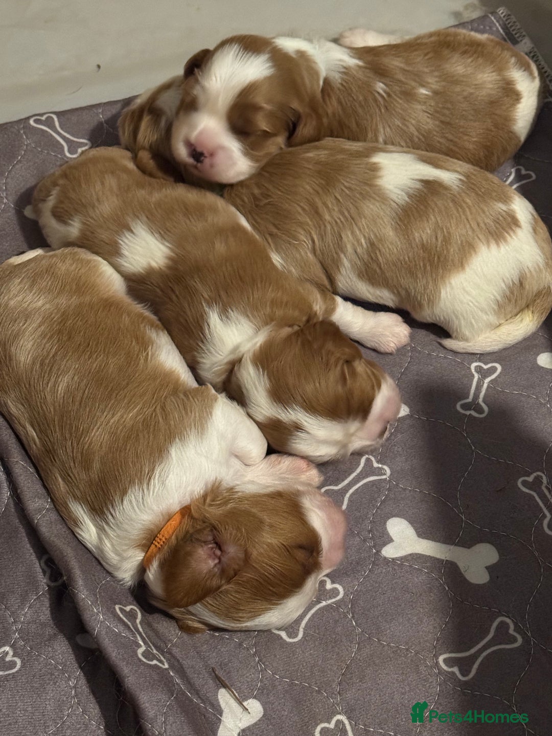 Cavalier King Charles Spaniel dogs for sale: Beautiful KC registered Blenheim Boy - Advert 4