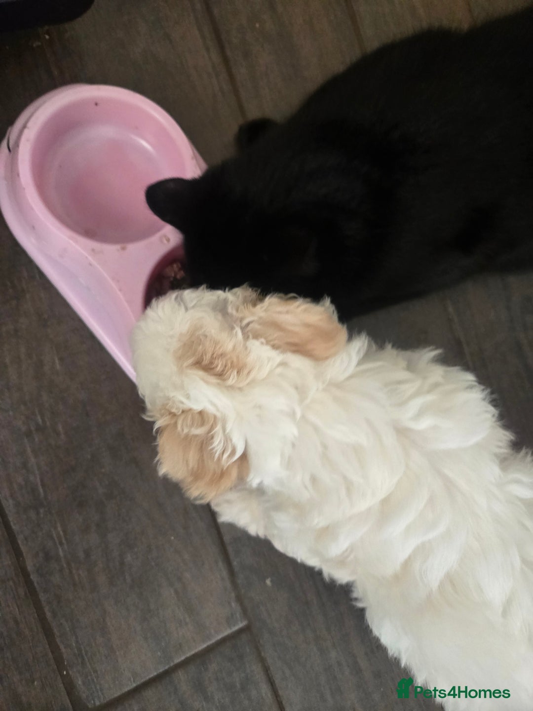 Maltese dogs for sale: Beautiful Maltese Puppy – Child & Cat Friendly - Advert 14