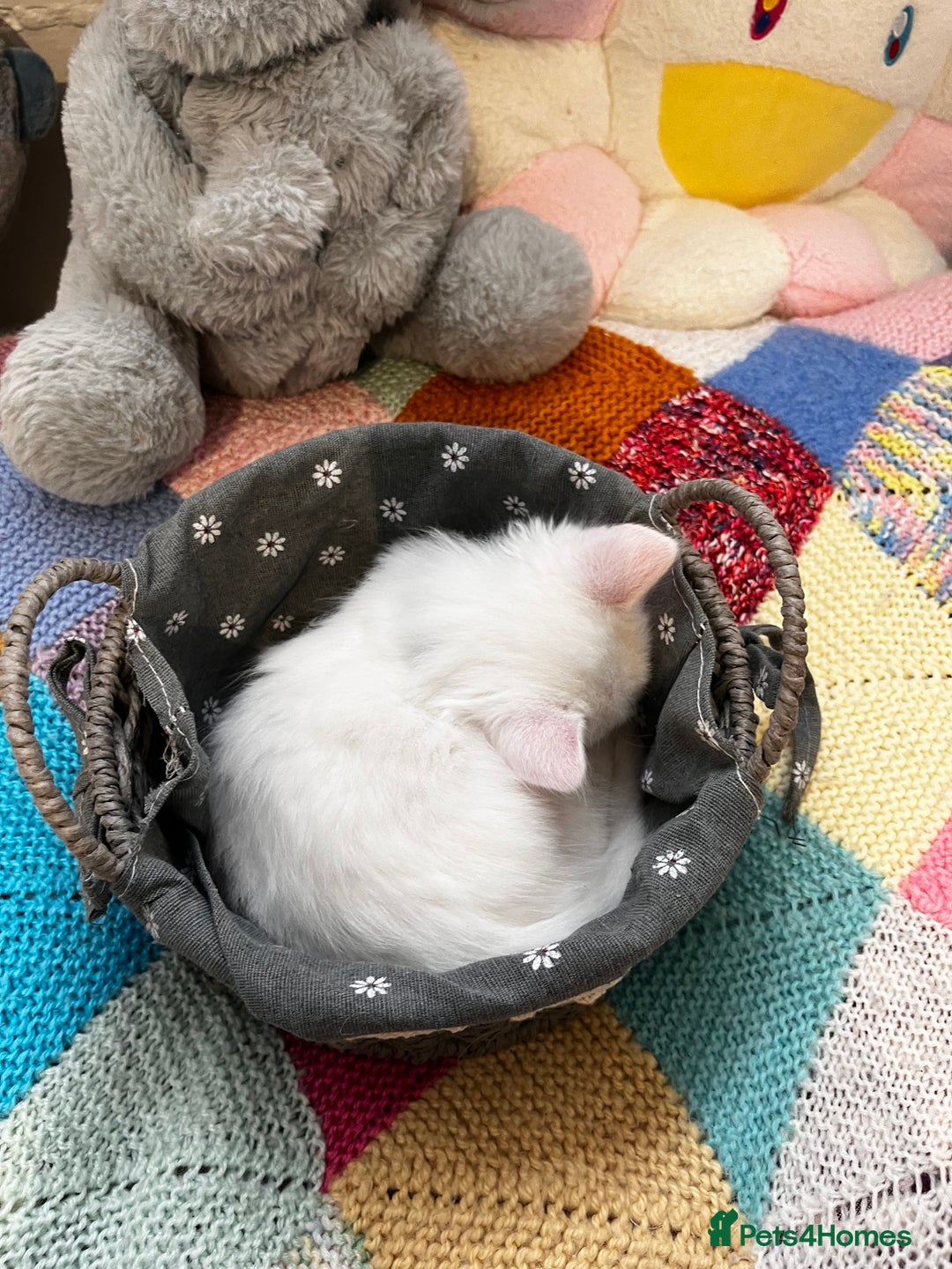 Turkish Angora cats for sale: Turkish Angora Longhair kittens - Advert 6