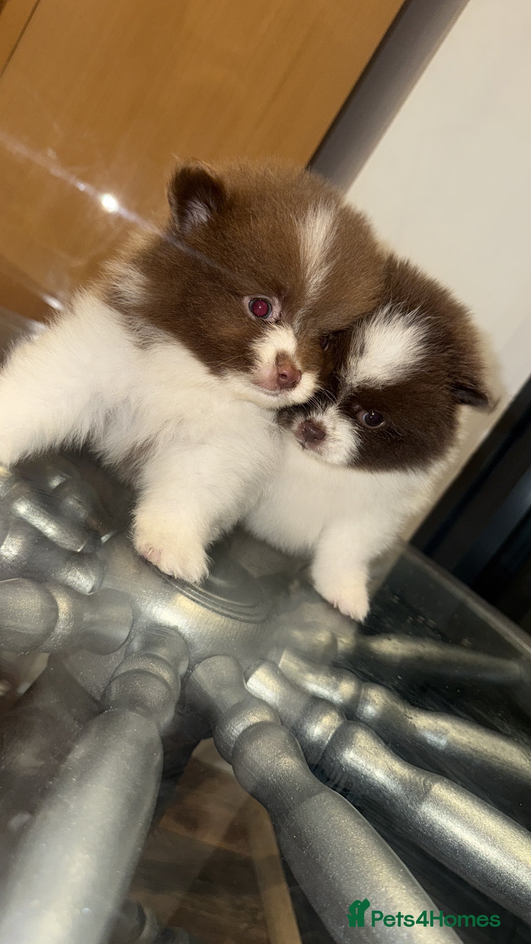 Pomeranian dogs for sale: Kc Beautiful chocolate parti poms 🤎🤍 - Advert 7