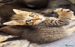 Mixed Breed cats for sale: Beautiful kittens 🐈‍⬛  - Image 3