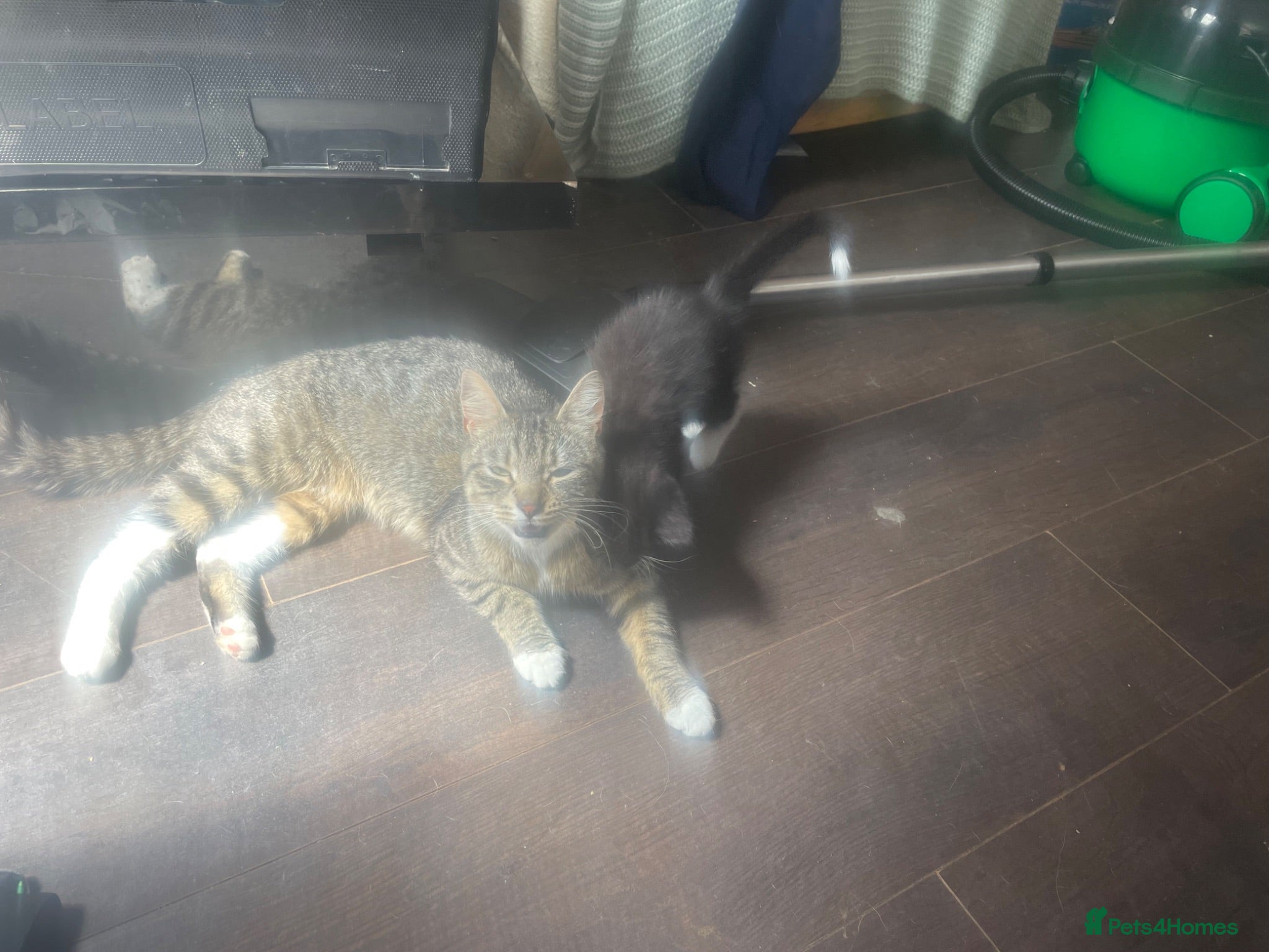Mixed Breed cats 3 x Lovely Little Boys - Advert 5