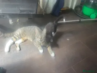 Mixed Breed cats 3 x Lovely Little Boys - Advert 1