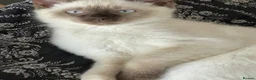 Mixed Breed cats for sale: White and Chocolate Colourpoint Male kitten - Advert 8