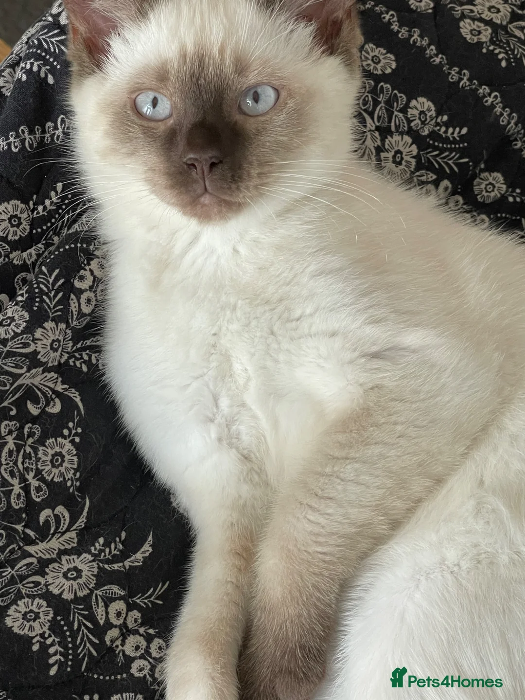Mixed Breed cats for sale: White and Chocolate Colourpoint Male kitten - Advert 8