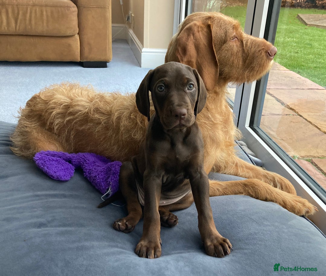 Mixed Breed dogs for sale: Betty  - Advert 1