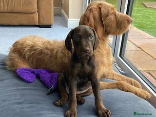 Mixed Breed dogs Betty - Advert 1