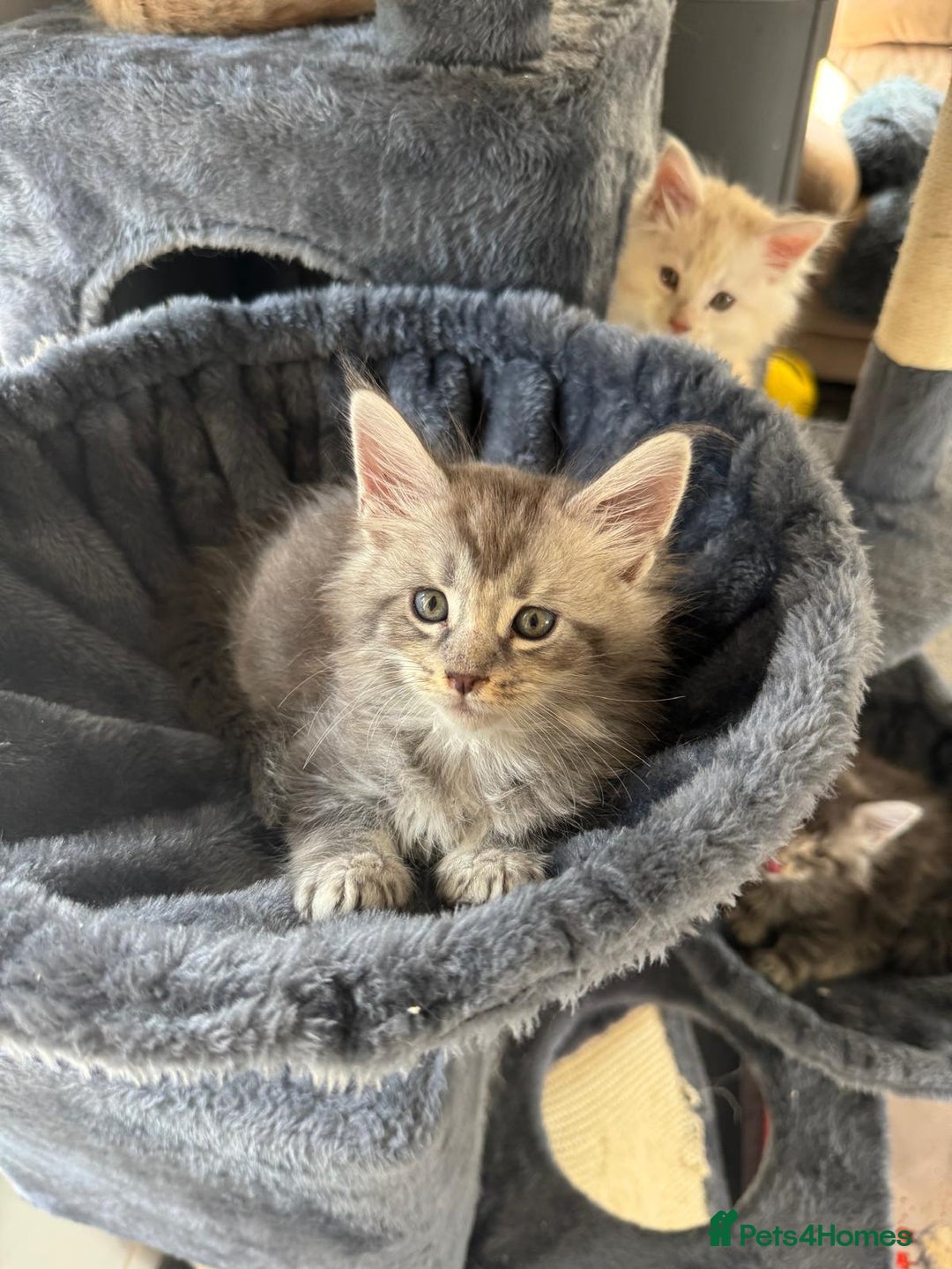 Maine Coon cats for sale: Full pedigree Maine Coon Kittens - Image 4