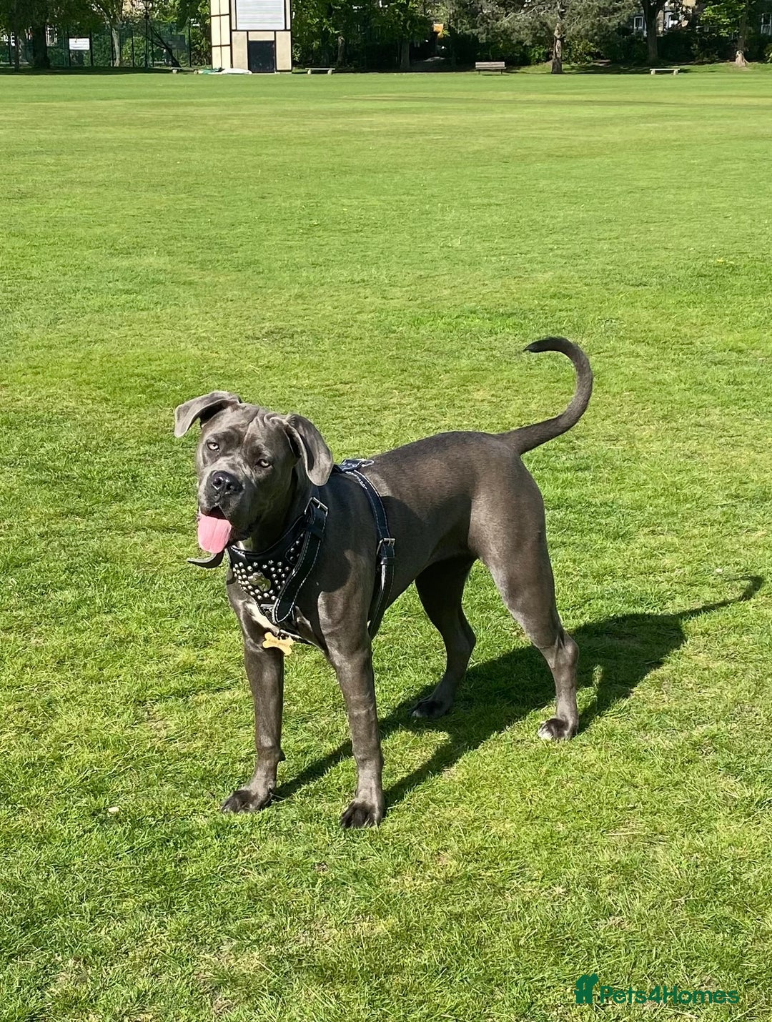Cane Corso dogs for sale: CANE CORSO CHAMPION BLOOD LINE VERY GOOD STOCK - Advert 8