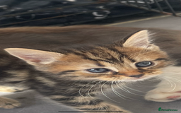 British Longhair cats for sale: British blue cross maincoon  - Image 7