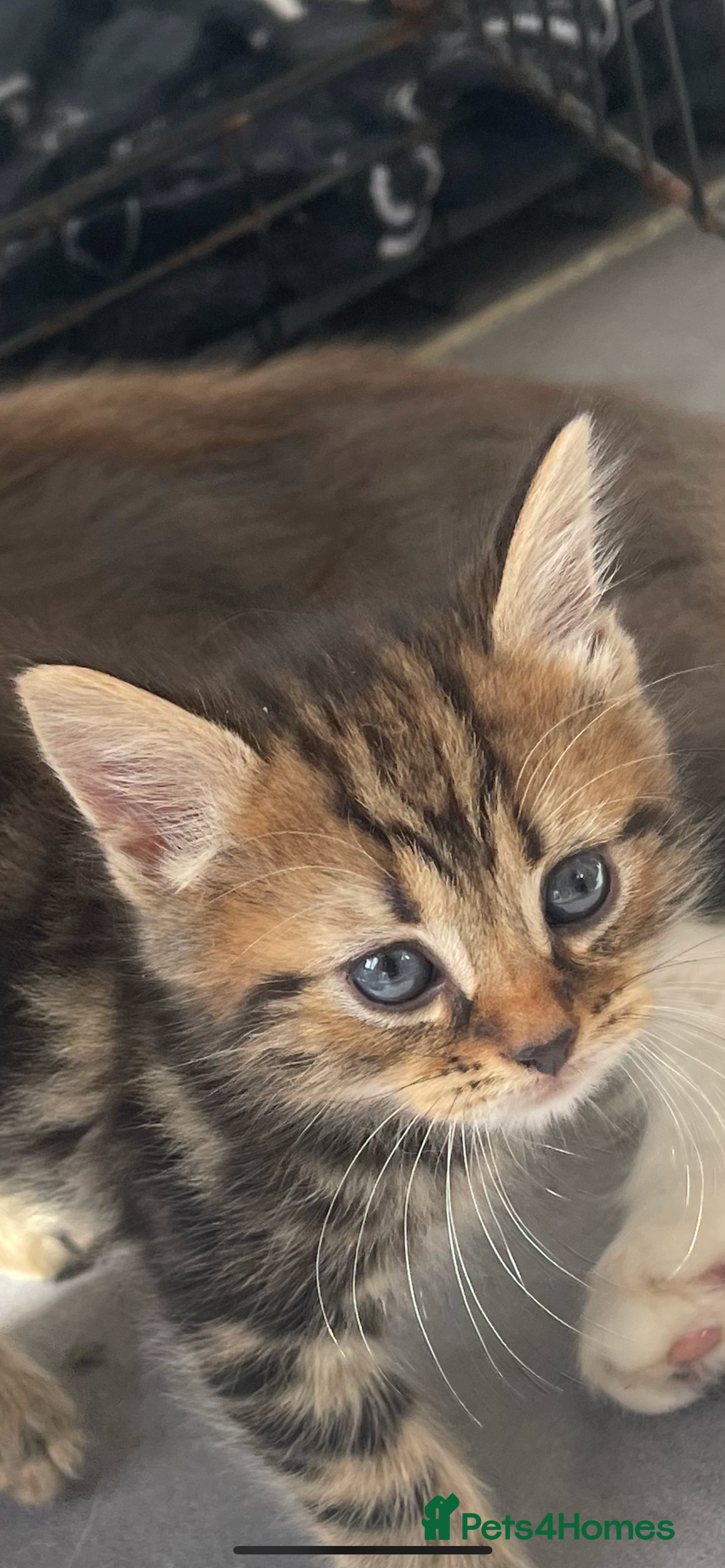 British Longhair cats for sale: British blue cross maincoon  - Image 7
