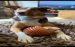 Mixed Breed dogs for sale: Toffee - Image 7