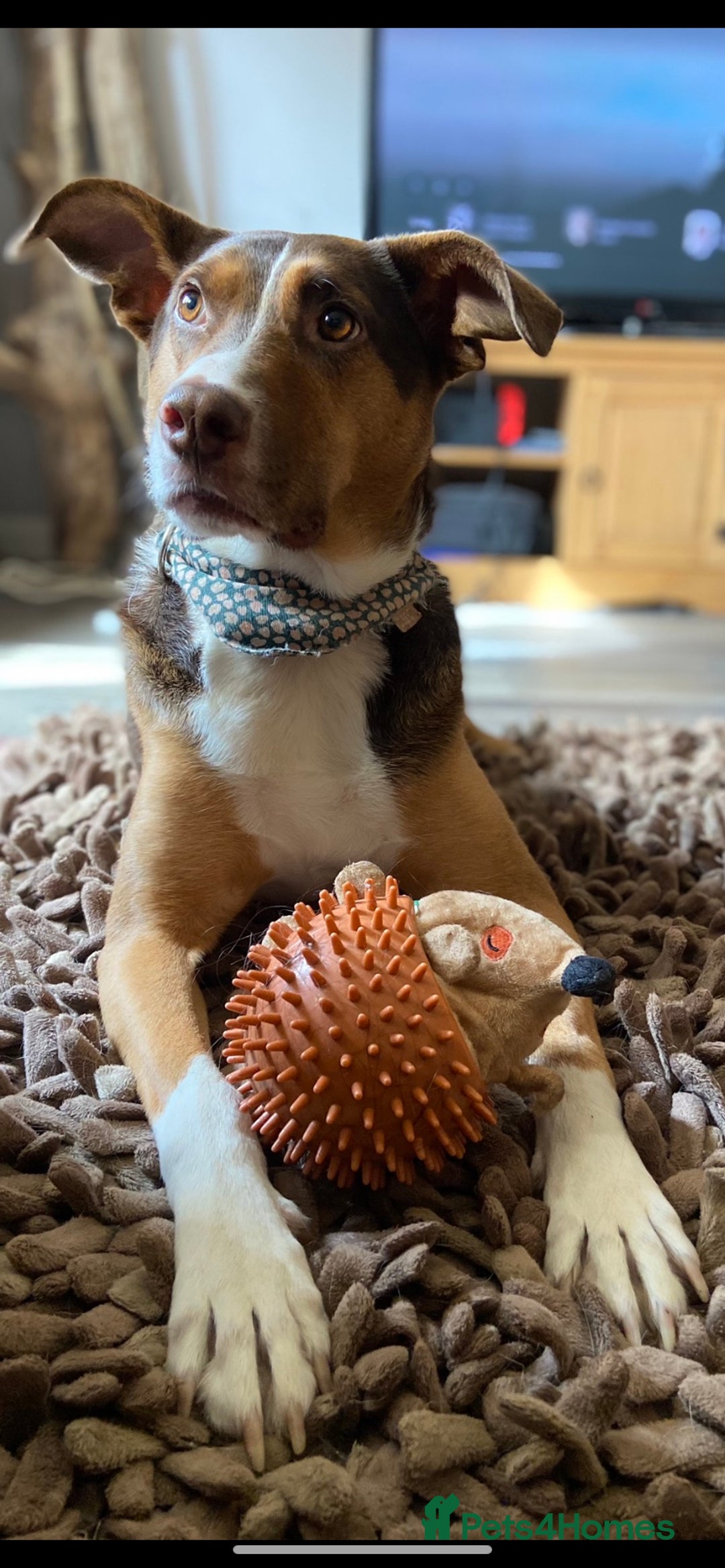 Mixed Breed dogs for sale: Toffee - Image 7