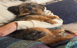 Yorkshire Terrier dogs for sale: ♥️ 2 Yorkshire Terrier girls ♥️  - Image 14