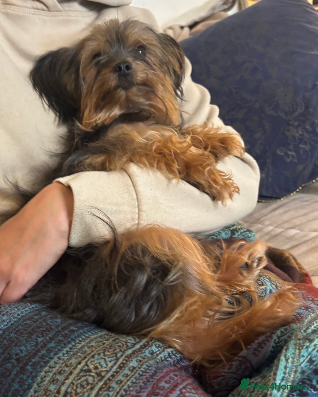 Yorkshire Terrier dogs for sale: ♥️ 2 Yorkshire Terrier girls ♥️  - Image 14