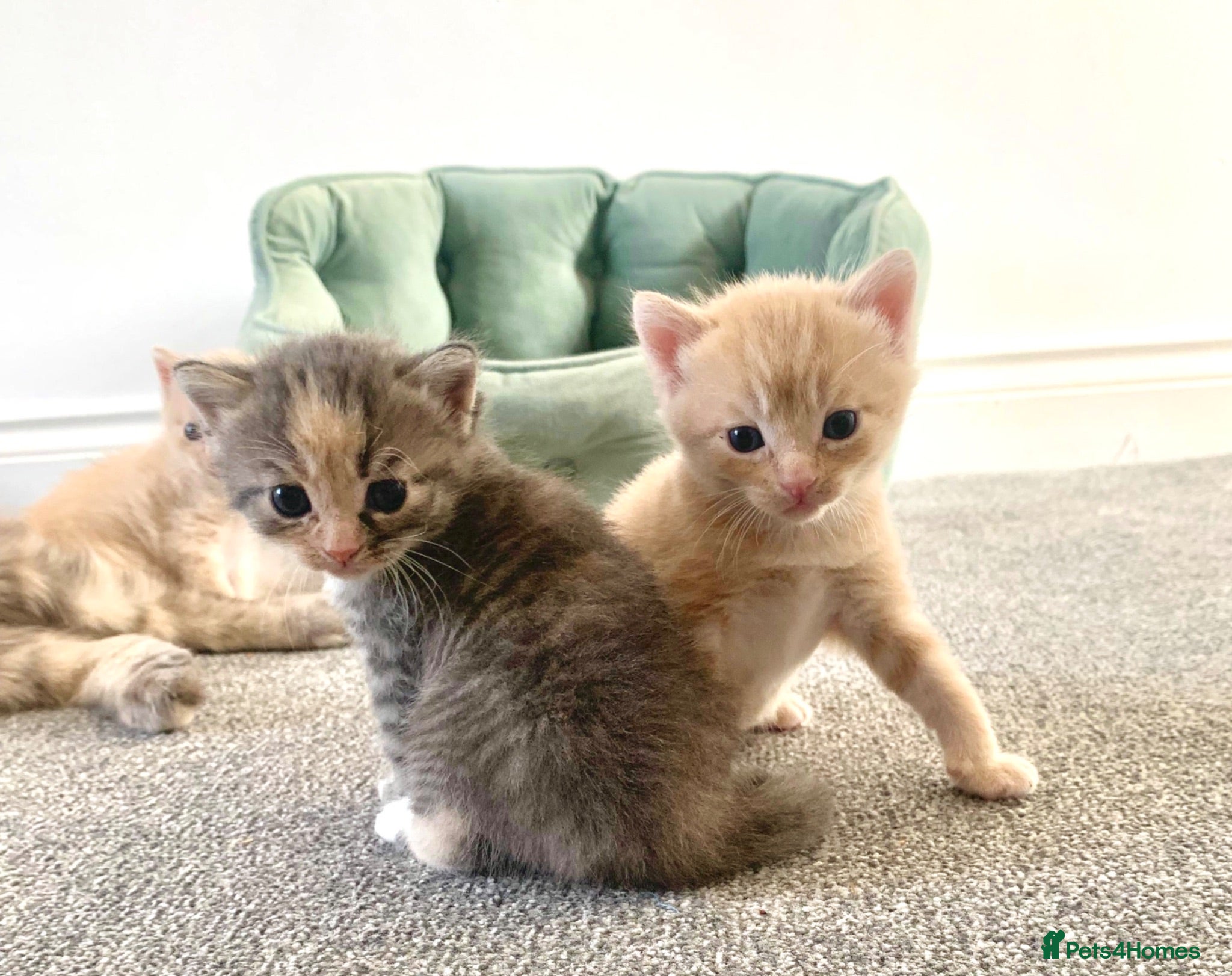 Siberian cats Beautiful Siberian Kittens-5 Boys-Hypoallergenic - Advert 13