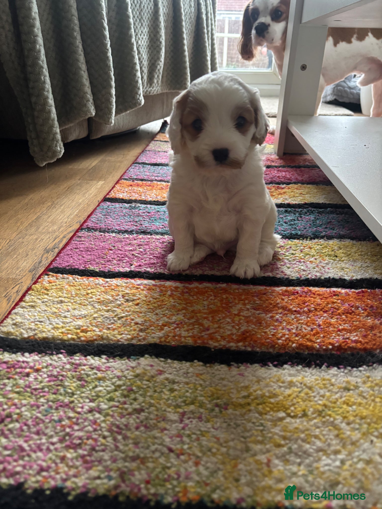 Mixed Breed dogs 2 cavapoo puppies for sale - Advert 1