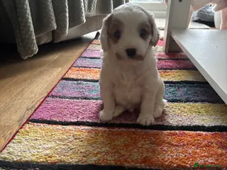 Mixed Breed dogs 2 cavapoo puppies for sale - Advert 2