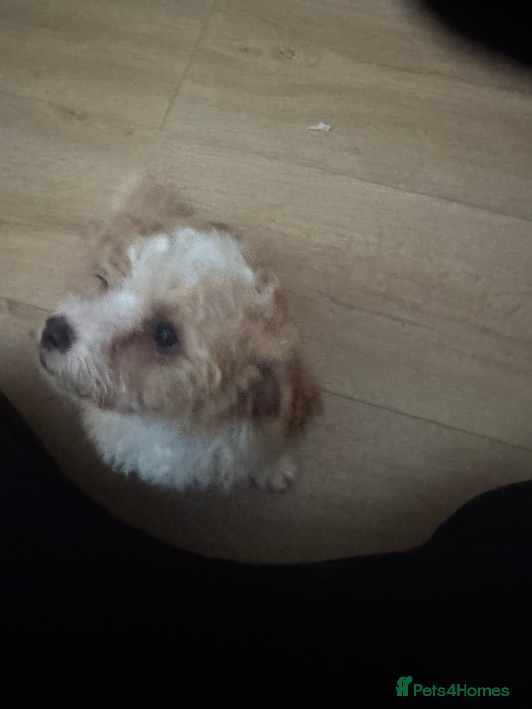 Cavapoo dogs for sale: Adorable cavapoo girl puppy - Advert 11