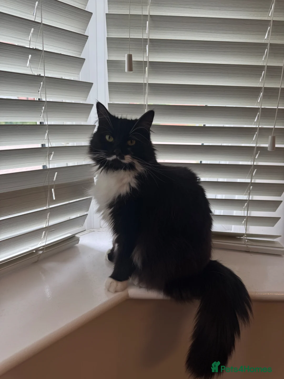 Mixed Breed cats for sale: Beautiful part ragdoll kittens - Advert 1