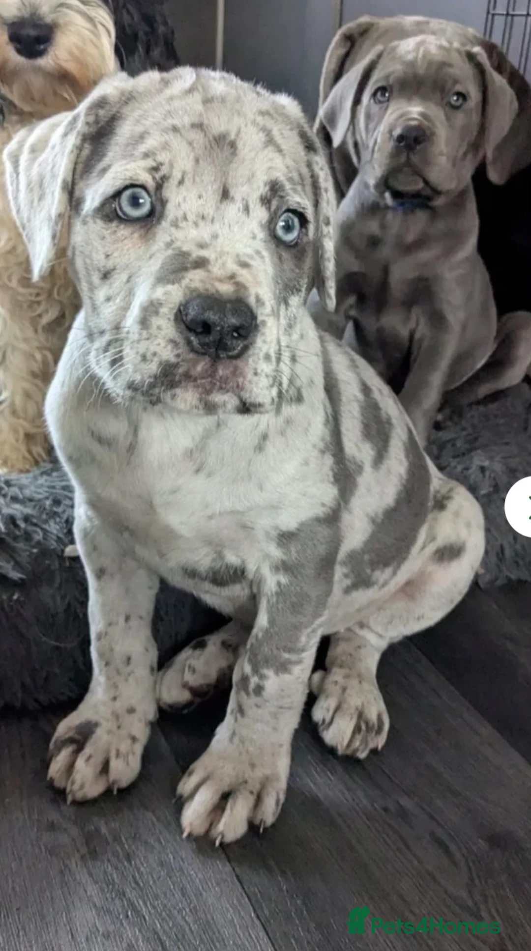 Cane Corso dogs for stud: ❌️Stud❌️ - Advert 6