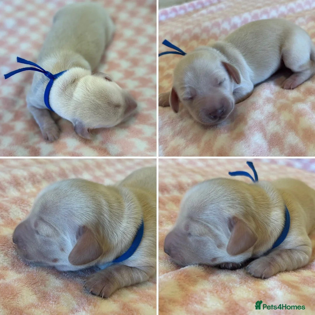 Miniature Dachshund dogs for sale: 7 Stunning Longhaired Cream KC Mini Dachshunds - Advert 17