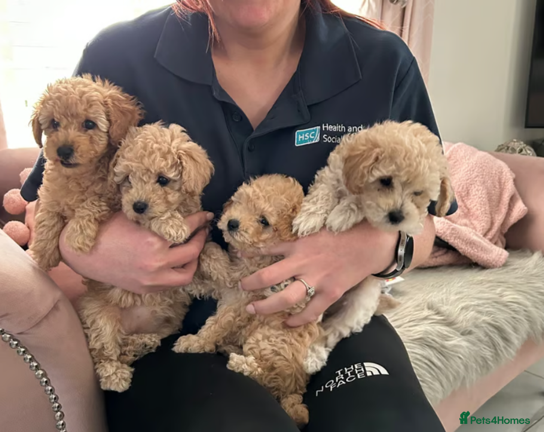 Toy Poodle dogs for sale: Beautiful KC Toy Poodle Puppies Ready Now in Belfast - Image 1