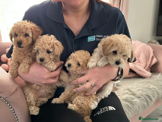 Toy Poodle dogs *One girl left* Beautiful KC Toy Poodle Pups in Belfast - Advert 1