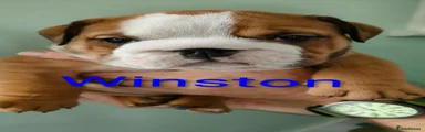 English Bulldog Winston