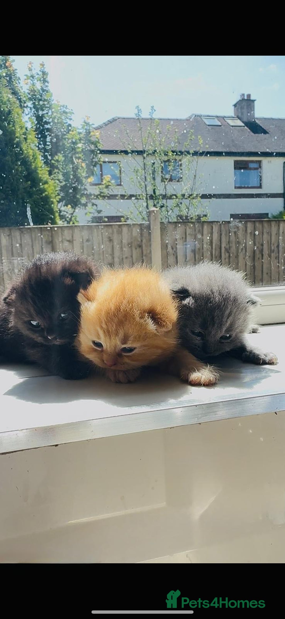 British Shorthair cats for sale: British Short Hair Kittens - Image 3