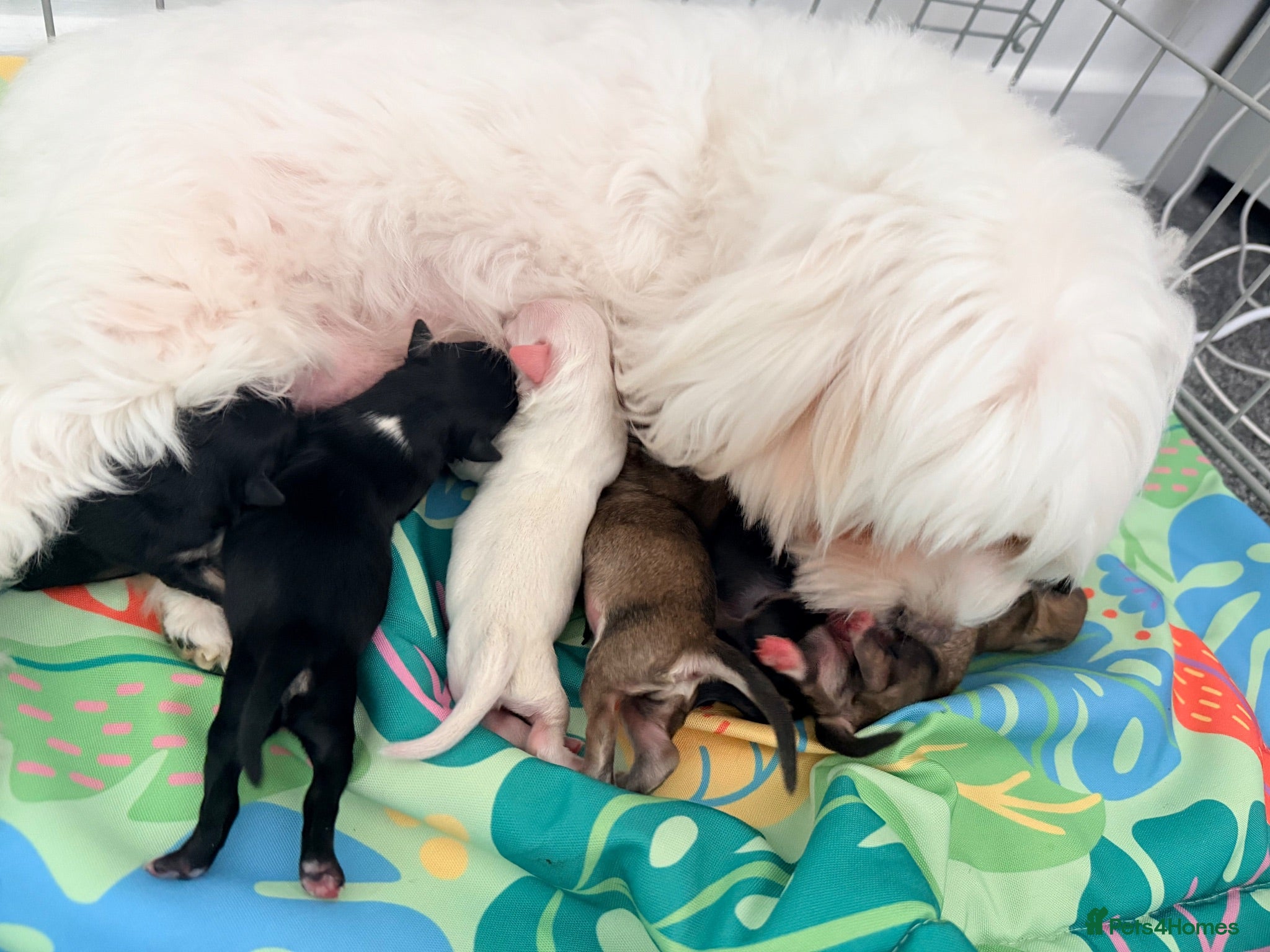 Mixed Breed dogs Malchi puppies - Advert 1