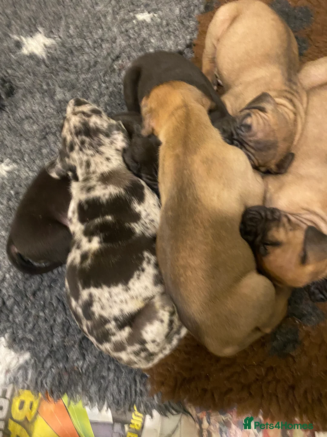 Great Dane dogs for sale: Beautiful kc reg Great Dane puppies - Advert 18