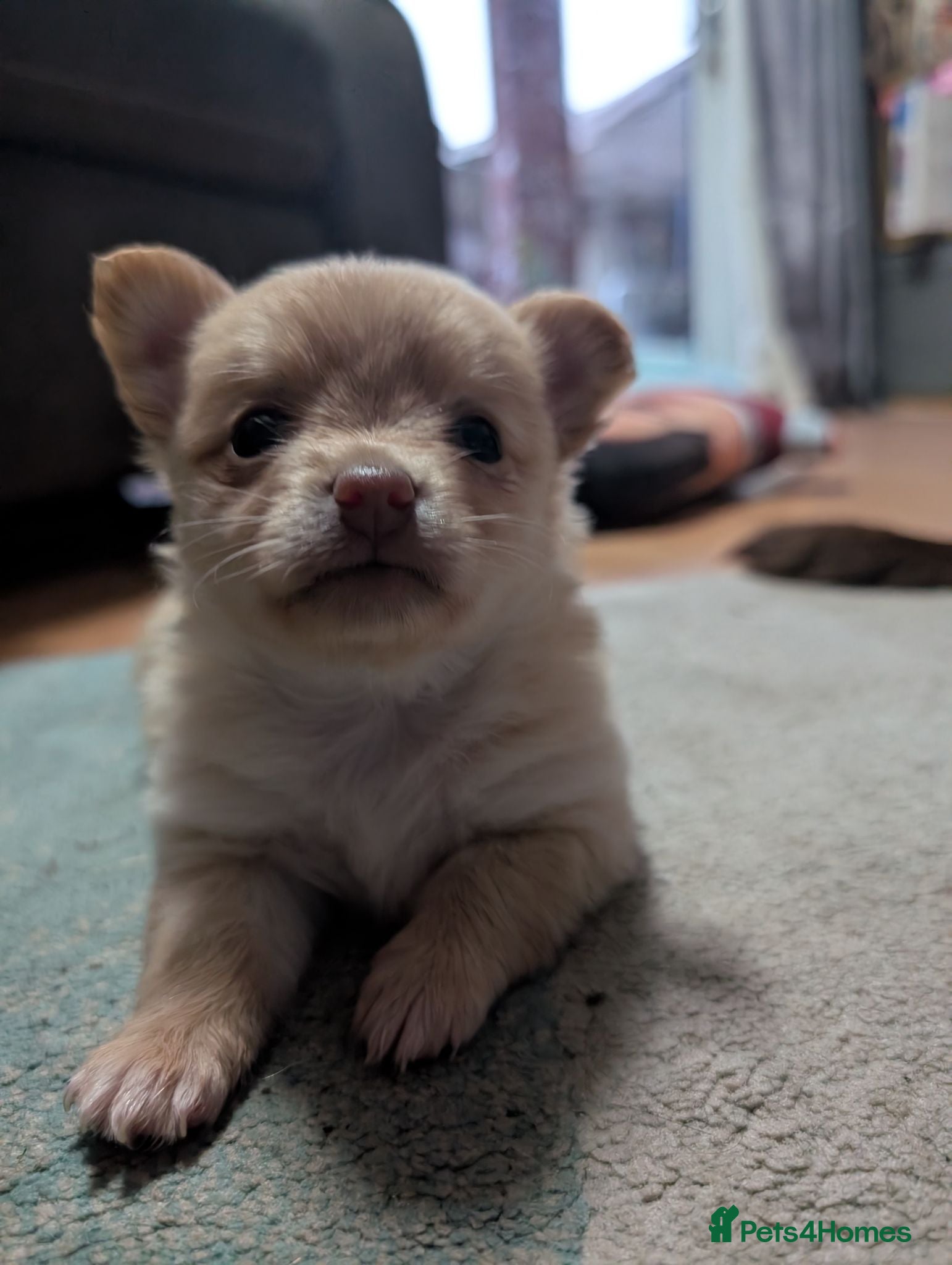 Mixed Breed dogs **Reserved** Gorgeous Chipin x Pomeranian female - Advert 20
