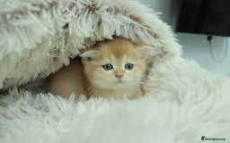 British Shorthair cats for sale: Stunning Champion Bloodlines kittens  - Advert 4