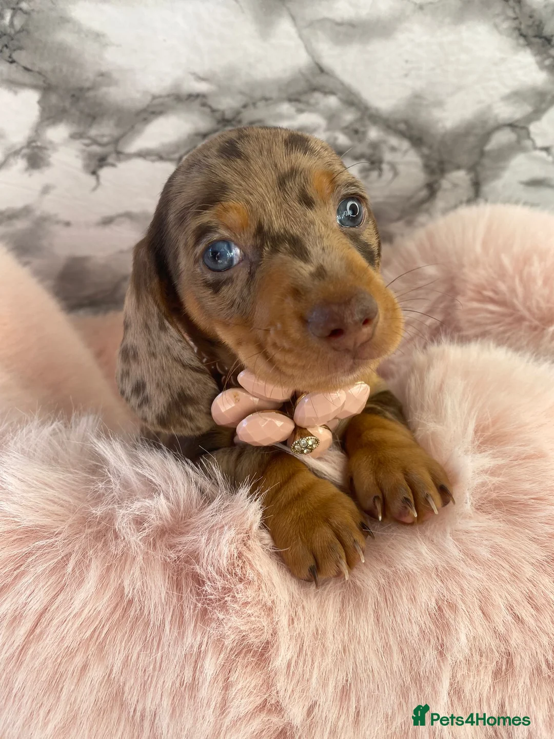 Miniature Dachshund dogs for sale: Stunning Litter of Miniature Dachshund Puppies - Advert 6