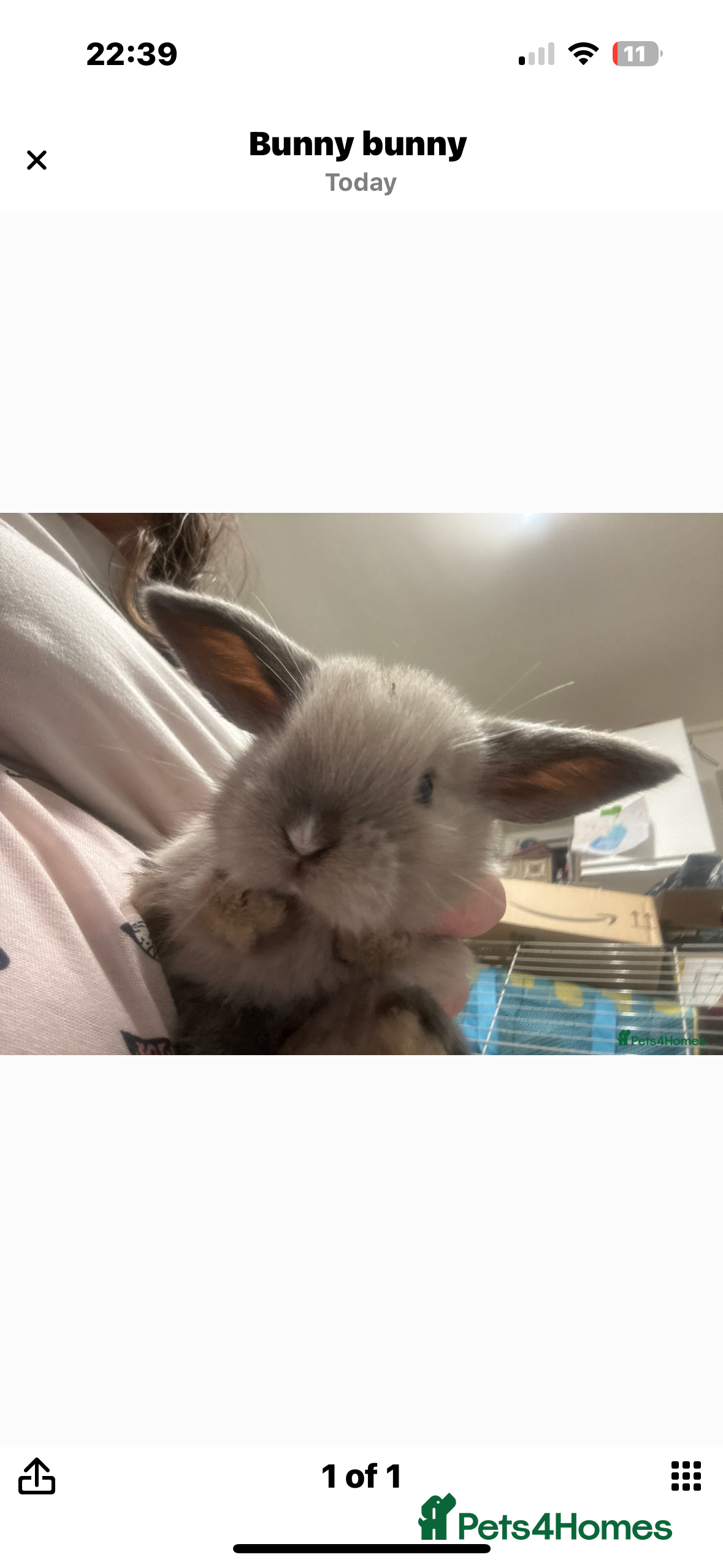 Mini Lop rabbits Pure bred friendly handled daily  mini lops. - Advert 10