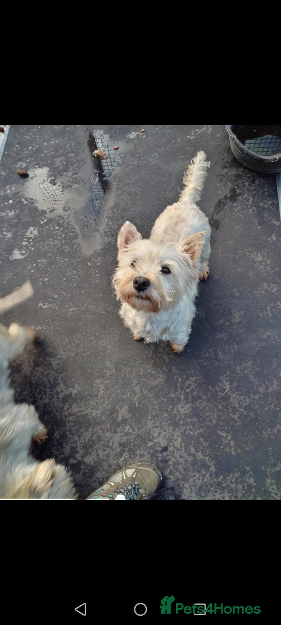 West Highland Terrier dogs for sale: Beautiful kc westie pups - Advert 5