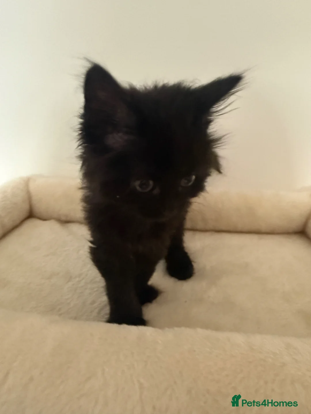Mixed Breed cats for sale: Black kitten - Advert 2