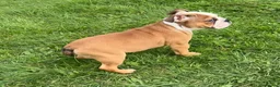 English Bulldog dogs for sale: Standard English Bulldog Puppies  - Advert 5