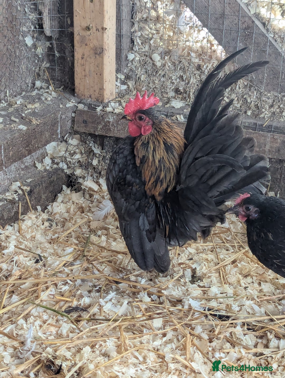 Chickens poultry for sale: Bantams available  - Advert 4