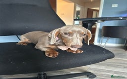 Dachshund dogs for sale: Mini dachshund - Image 1