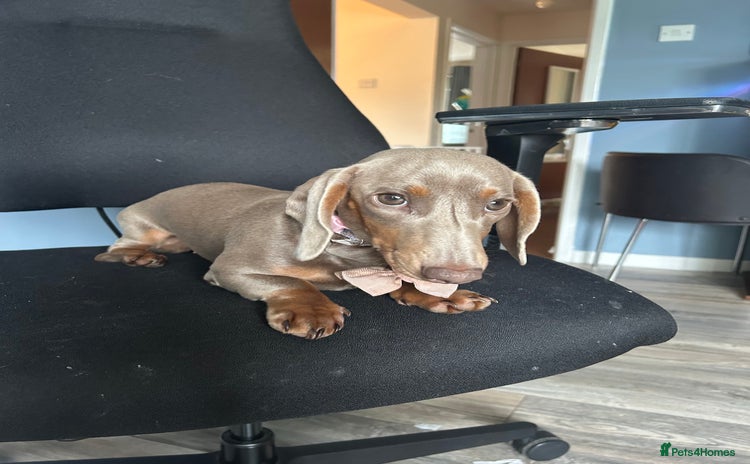 Dachshund dogs - Advert 7