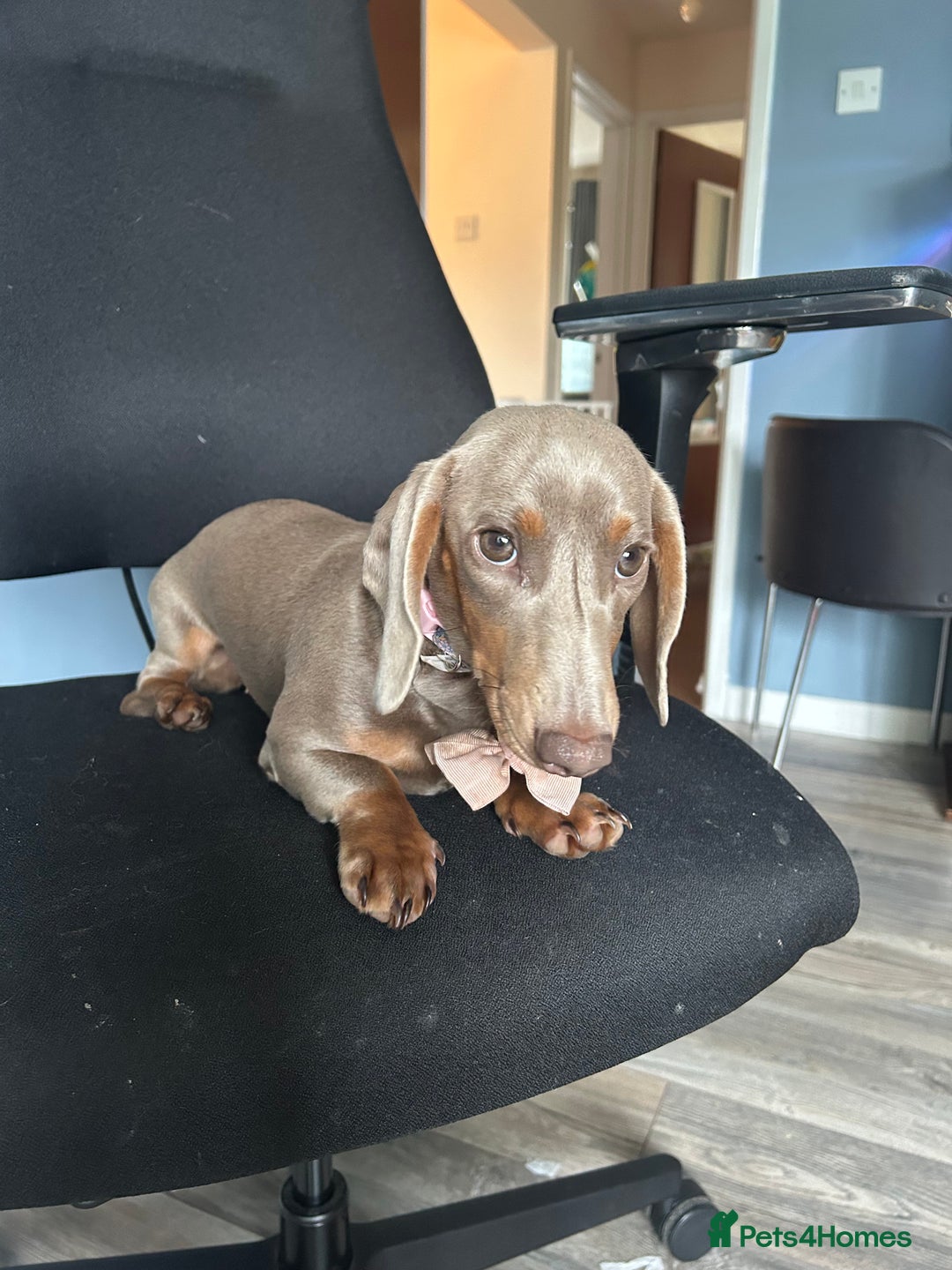 Dachshund dogs for sale: Mini dachshund - Image 1