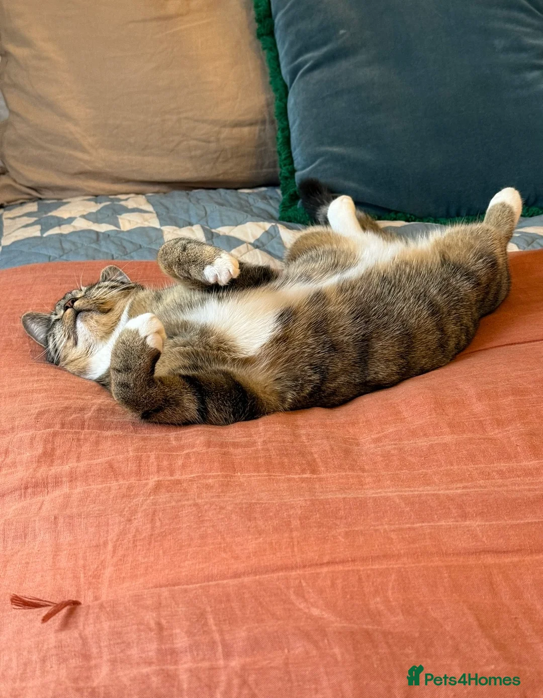 Domestic Shorthair cats for sale: Bonded young pair need a new home  in Wetherby - Advert 7