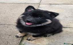 Eurasier dogs for sale: Eurasier Puppies KC Registered in Northampton - Image 8
